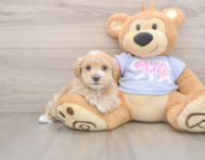 8 week old Maltipoo Puppy For Sale - Windy City Pups