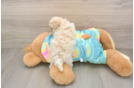 Small Maltipoo Baby