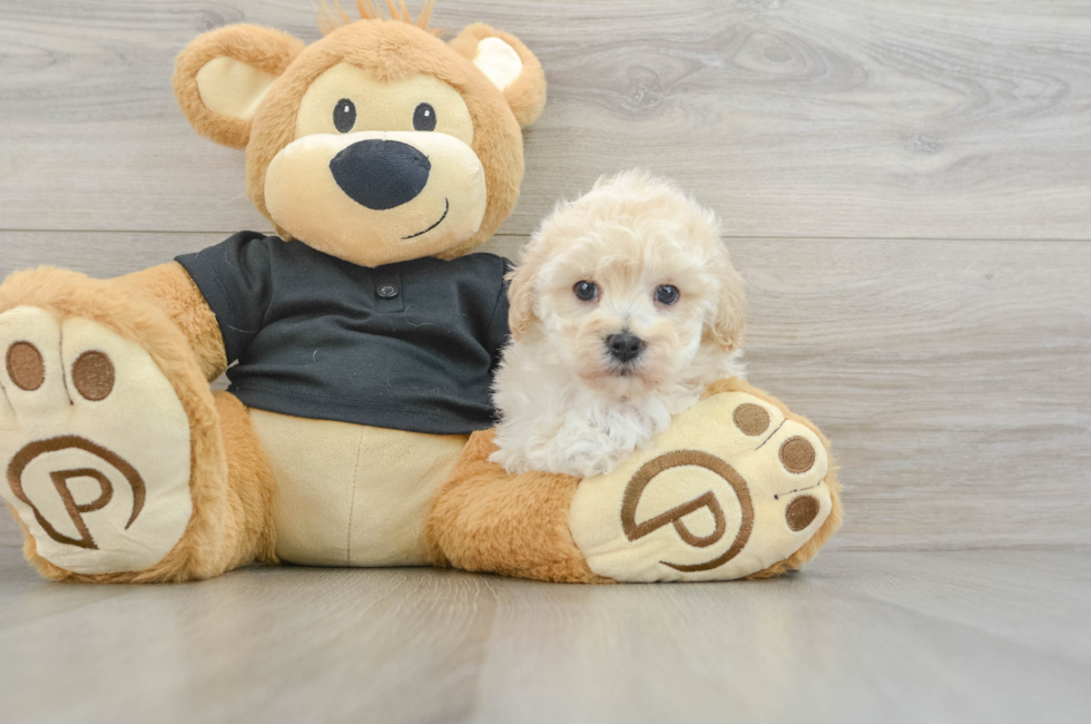 7 week old Maltipoo Puppy For Sale - Windy City Pups