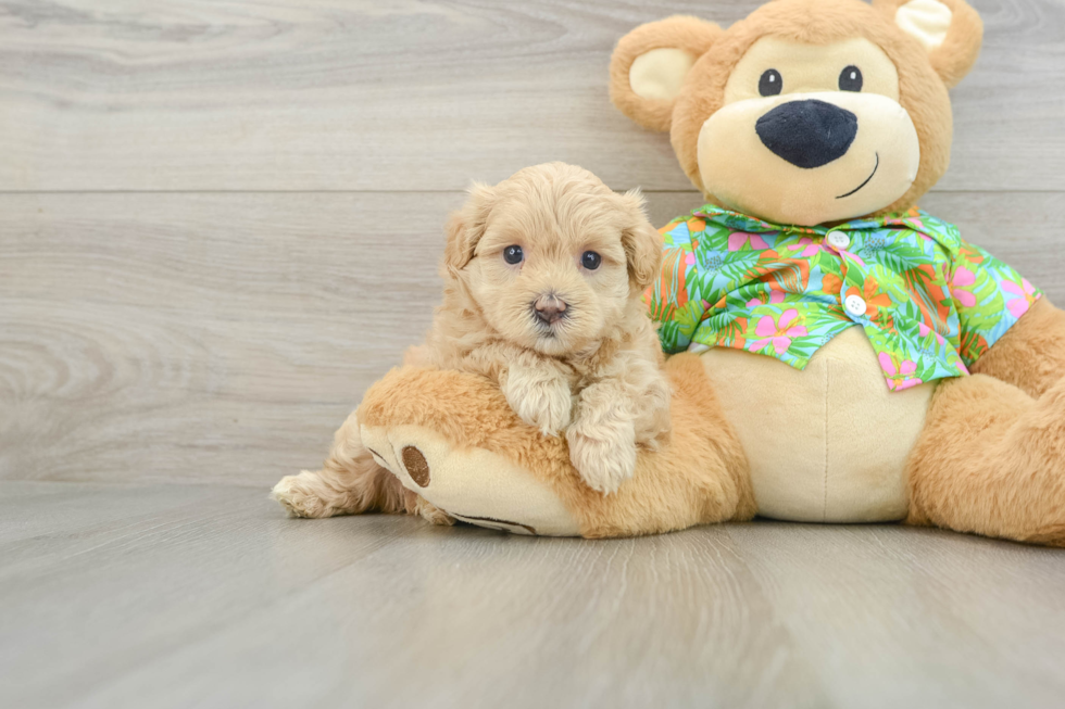 Maltipoo Puppy for Adoption