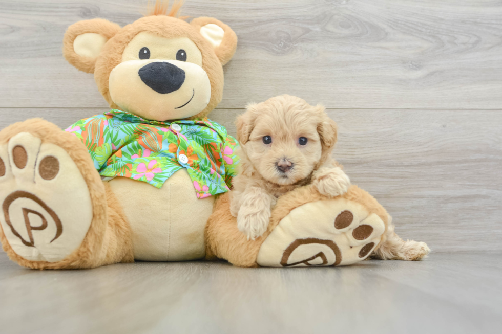 Best Maltipoo Baby