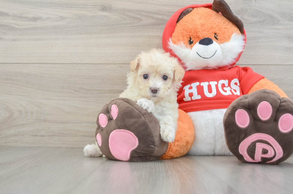 7 week old Maltipoo Puppy For Sale - Windy City Pups