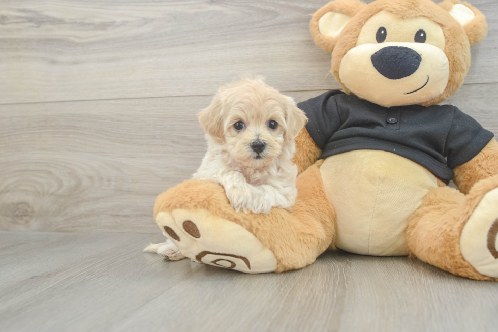 Cute Maltipoo Baby