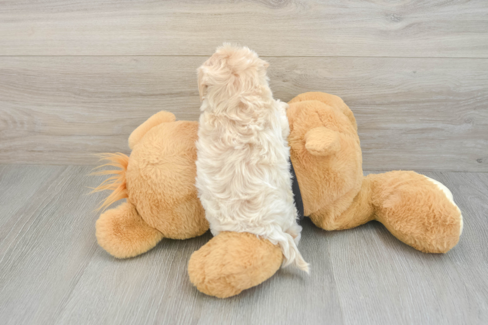 Smart Maltipoo Poodle Mix Pup