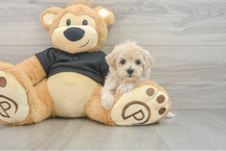 Maltipoo Puppy for Adoption