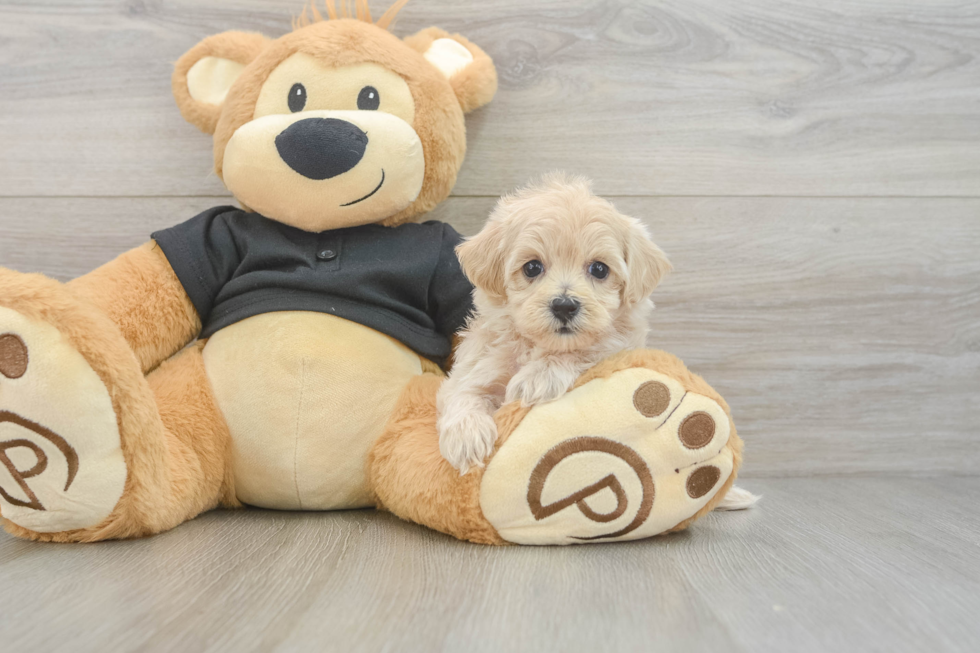 Maltipoo Puppy for Adoption