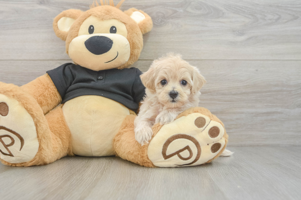 5 week old Maltipoo Puppy For Sale - Windy City Pups