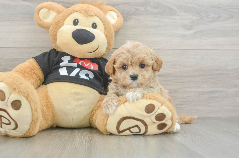 5 week old Maltipoo Puppy For Sale - Windy City Pups