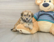 7 week old Maltipoo Puppy For Sale - Windy City Pups