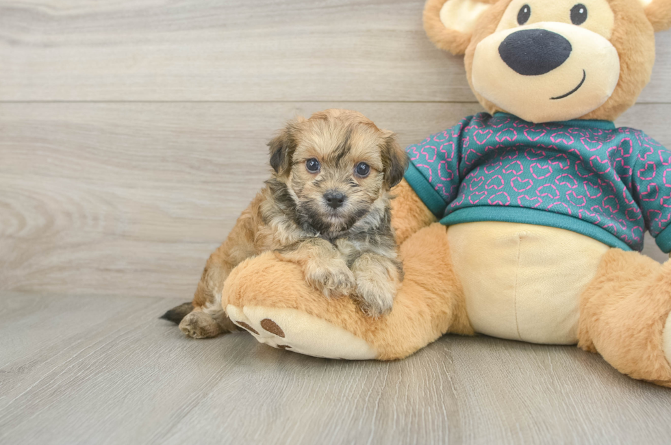 6 week old Maltipoo Puppy For Sale - Windy City Pups