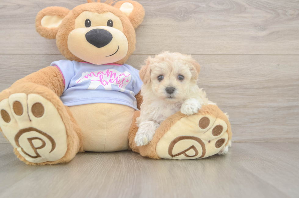 6 week old Maltipoo Puppy For Sale - Windy City Pups