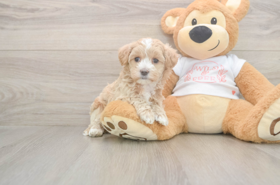 6 week old Maltipoo Puppy For Sale - Windy City Pups Small Maltipoo Baby