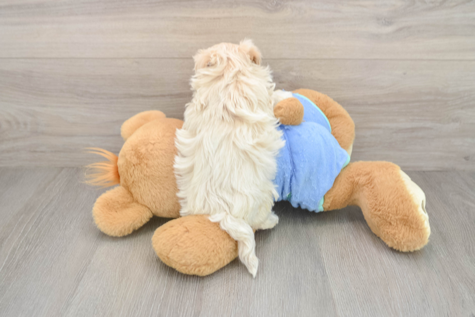 Friendly Maltipoo Baby