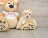 7 week old Maltipoo Puppy For Sale - Windy City Pups