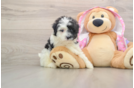 Happy Maltipoo Baby
