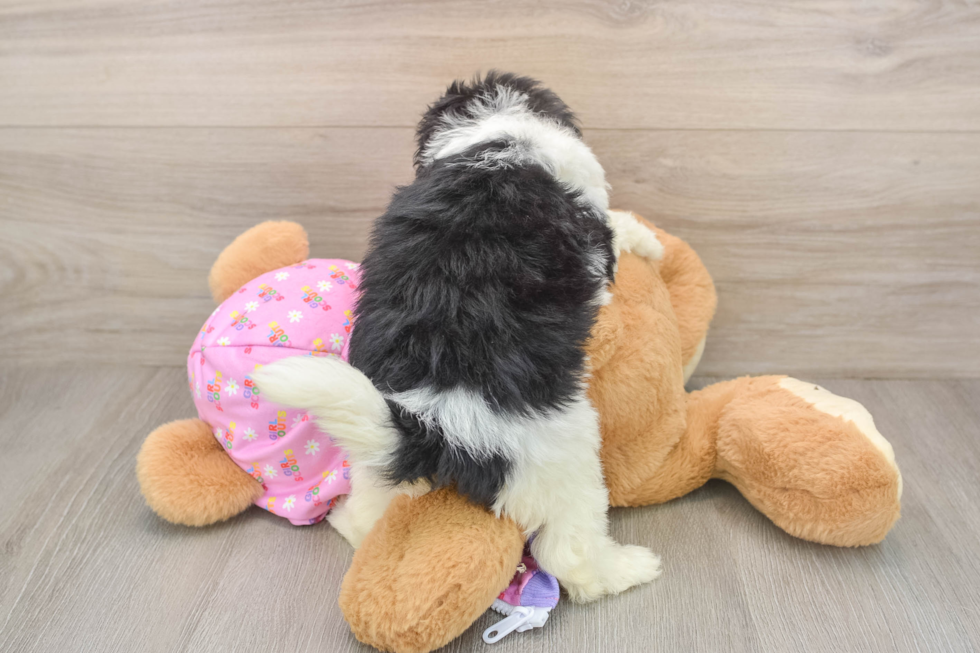 Best Maltipoo Baby