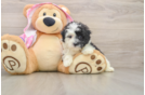 Maltipoo Puppy for Adoption
