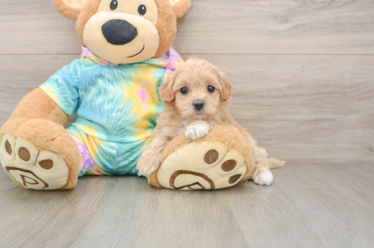 OATMEAL, a Maltipoo littermate