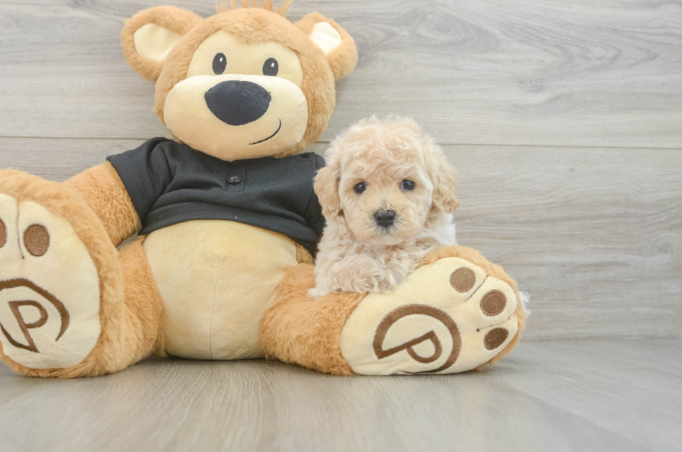 5 week old Maltipoo Puppy For Sale - Windy City Pups