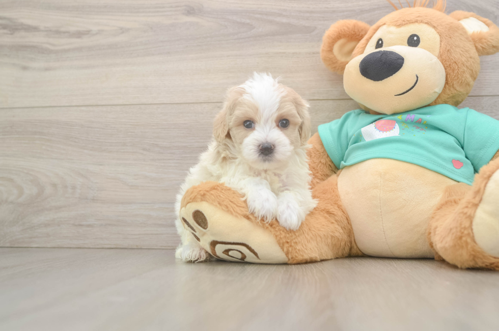 5 week old Maltipoo Puppy For Sale - Windy City Pups