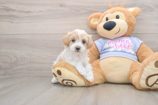 Cute Maltipoo Baby