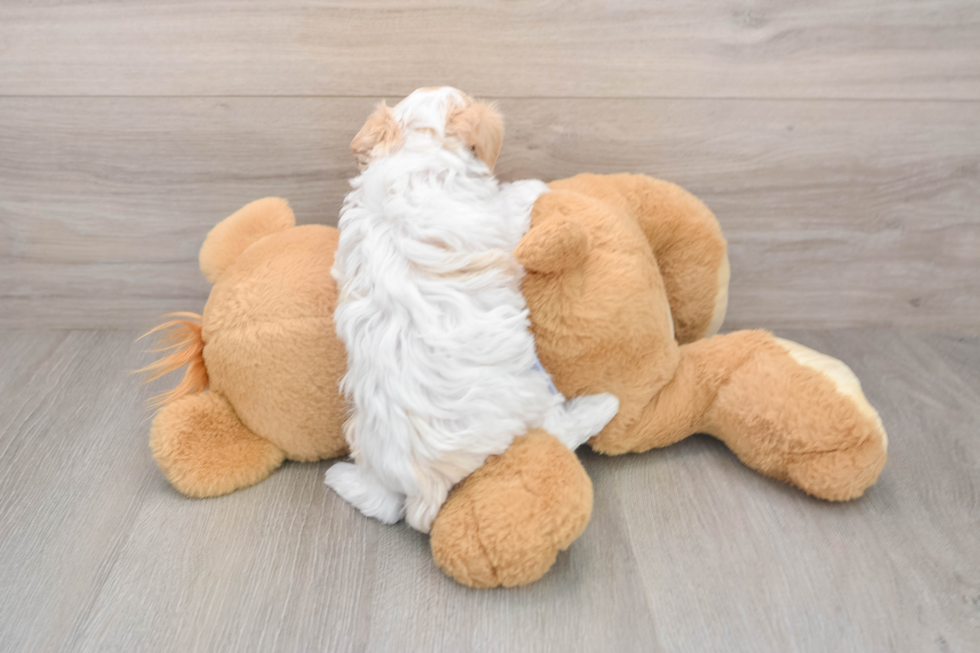 Funny Maltipoo Poodle Mix Pup