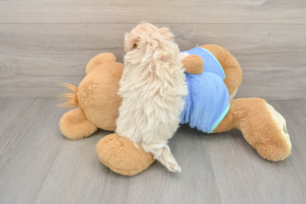 Maltipoo Pup Being Cute