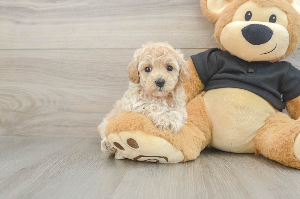 5 week old Maltipoo Puppy For Sale - Windy City Pups