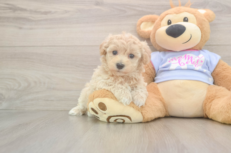 6 week old Maltipoo Puppy For Sale - Windy City Pups