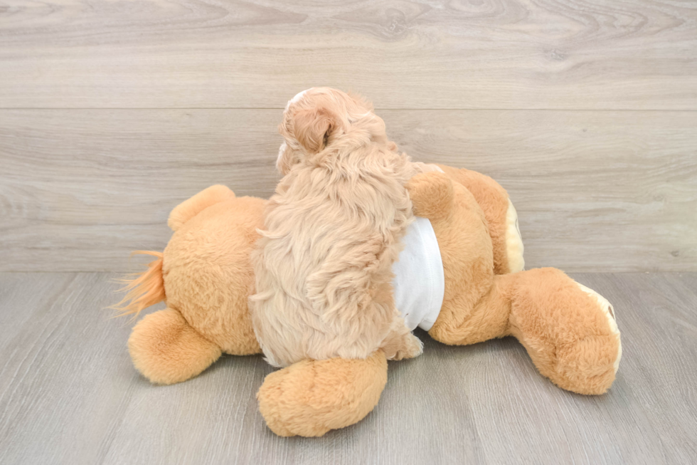 Energetic Maltepoo Poodle Mix Puppy