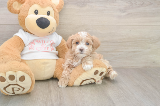 6 week old Maltipoo Puppy For Sale - Windy City Pups Best Maltipoo Baby
