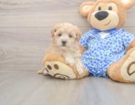 8 week old Maltipoo Puppy For Sale - Windy City Pups