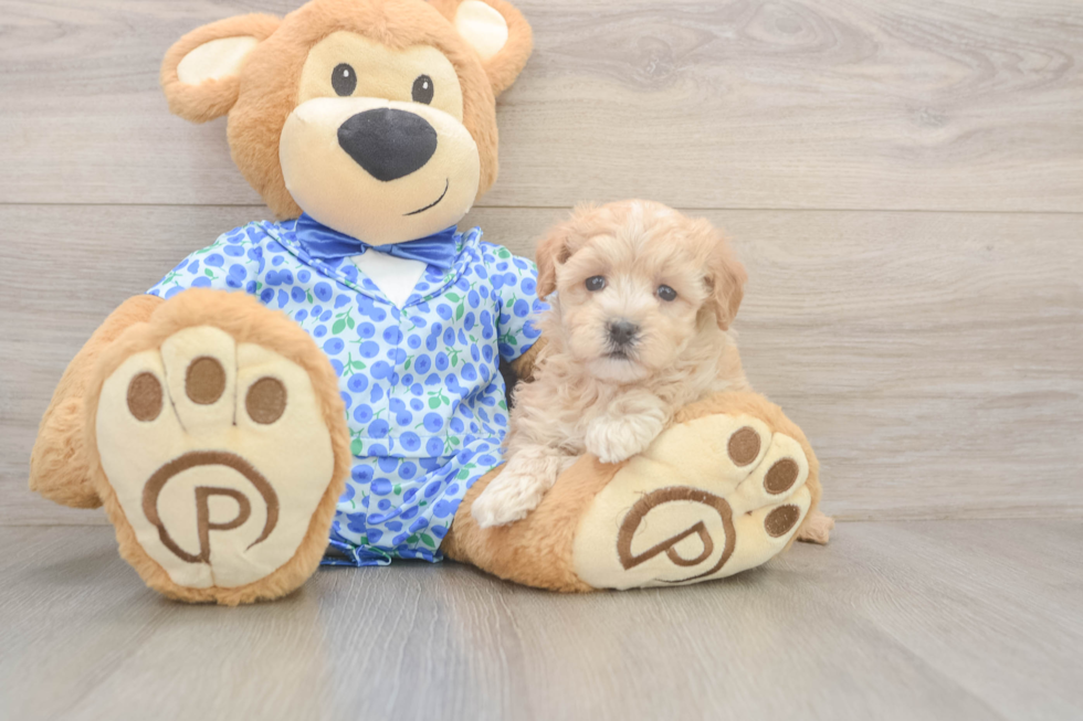 Maltipoo Puppy for Adoption