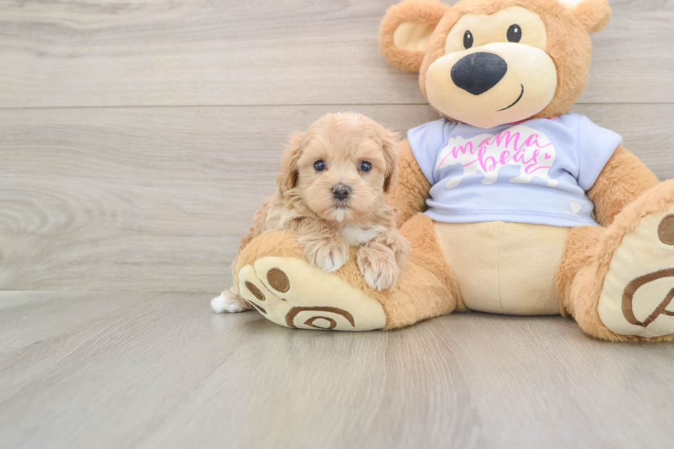 Maltipoo Pup Being Cute