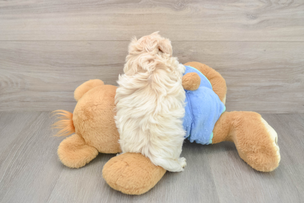 Playful Maltepoo Poodle Mix Puppy