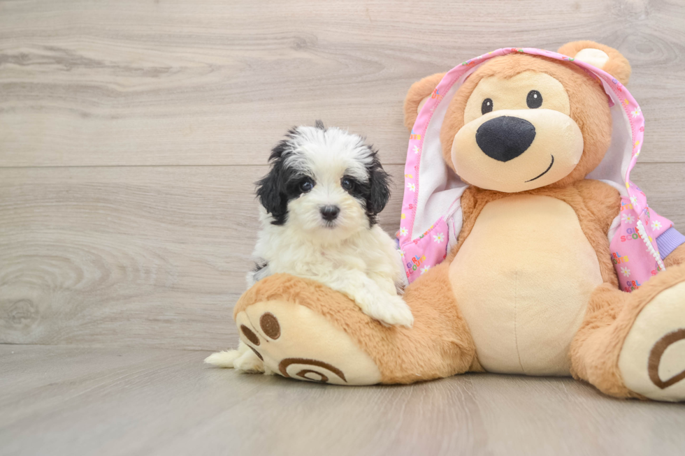 Maltipoo Pup Being Cute