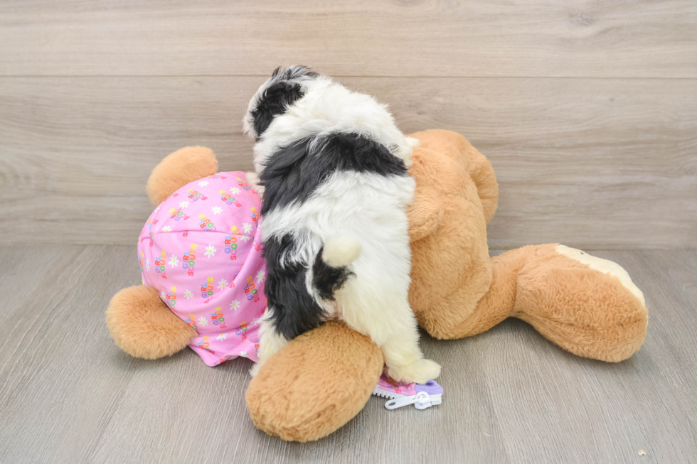 Maltipoo Puppy for Adoption
