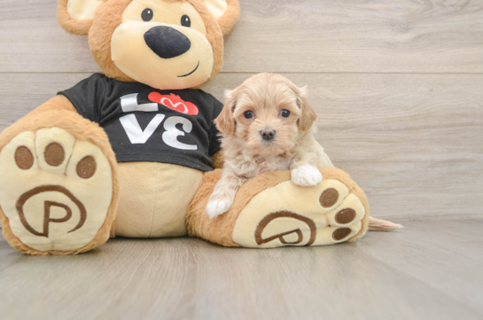 Playful Maltepoo Poodle Mix Puppy