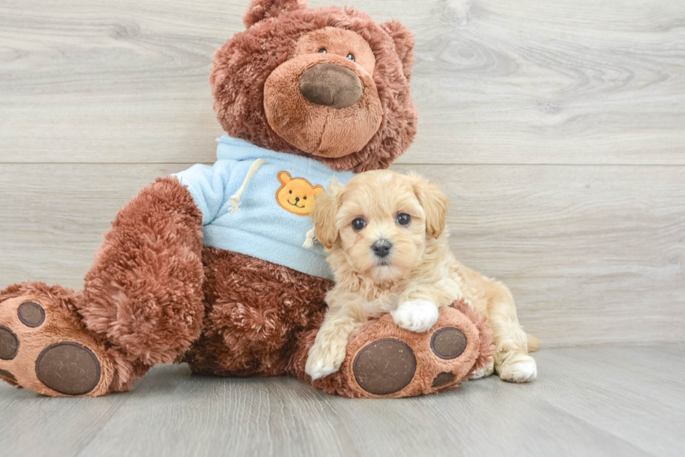 Funny Maltipoo Poodle Mix Pup