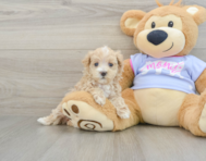 8 week old Maltipoo Puppy For Sale - Windy City Pups