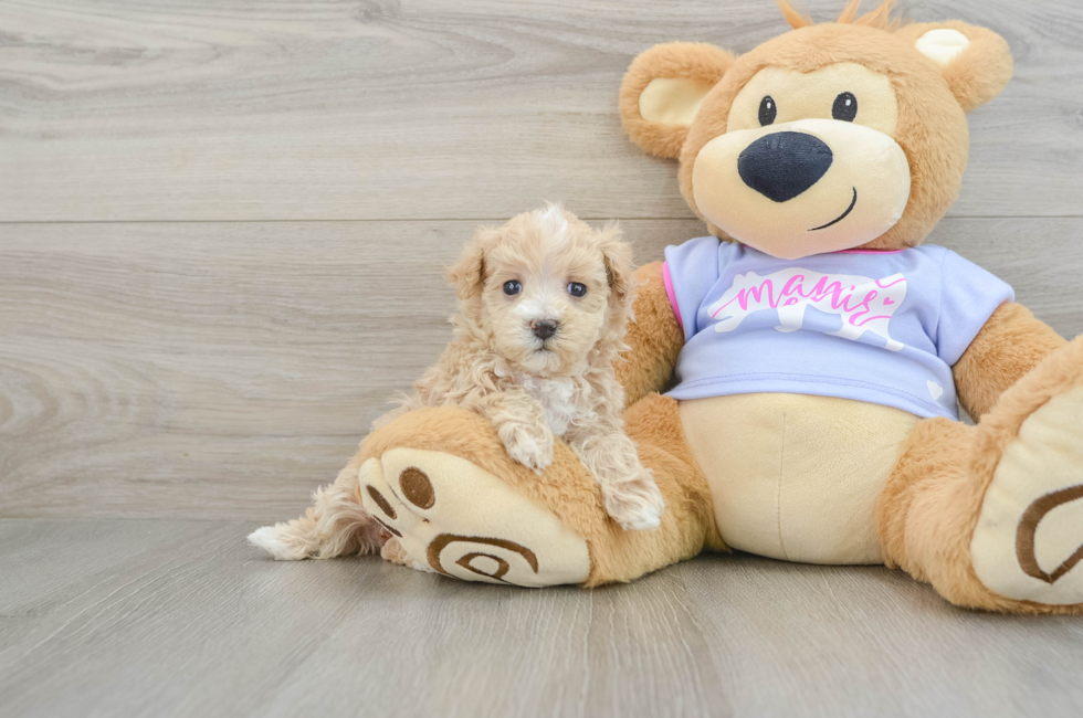 6 week old Maltipoo Puppy For Sale - Windy City Pups