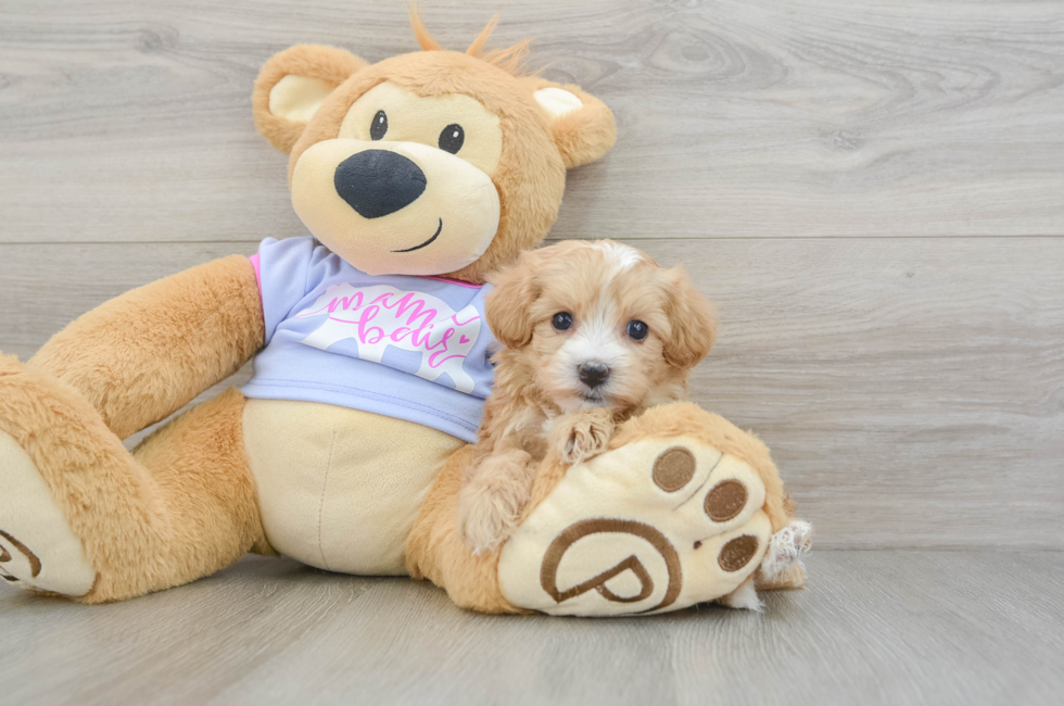 6 week old Maltipoo Puppy For Sale - Windy City Pups