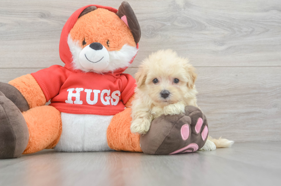 5 week old Maltipoo Puppy For Sale - Windy City Pups