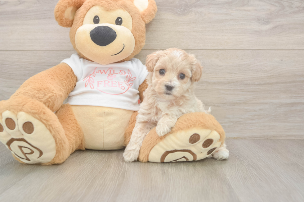 5 week old Maltipoo Puppy For Sale - Windy City Pups