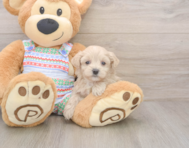 7 week old Maltipoo Puppy For Sale - Windy City Pups