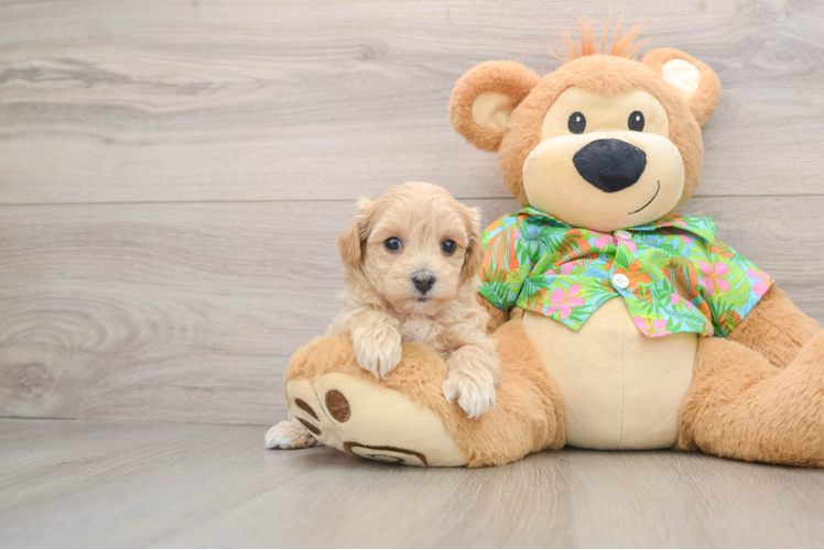 Maltipoo Pup Being Cute