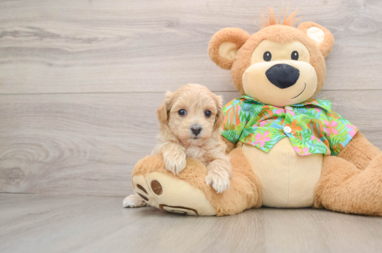 Maltipoo Pup Being Cute