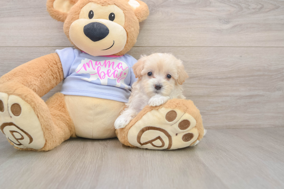 Maltipoo Pup Being Cute