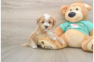 Best Maltipoo Baby