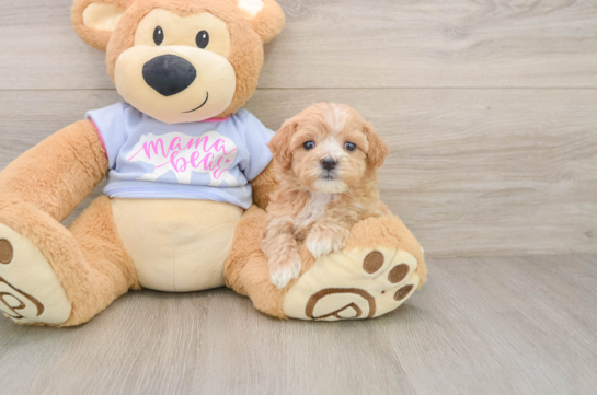 PEGGY, a Maltipoo littermate